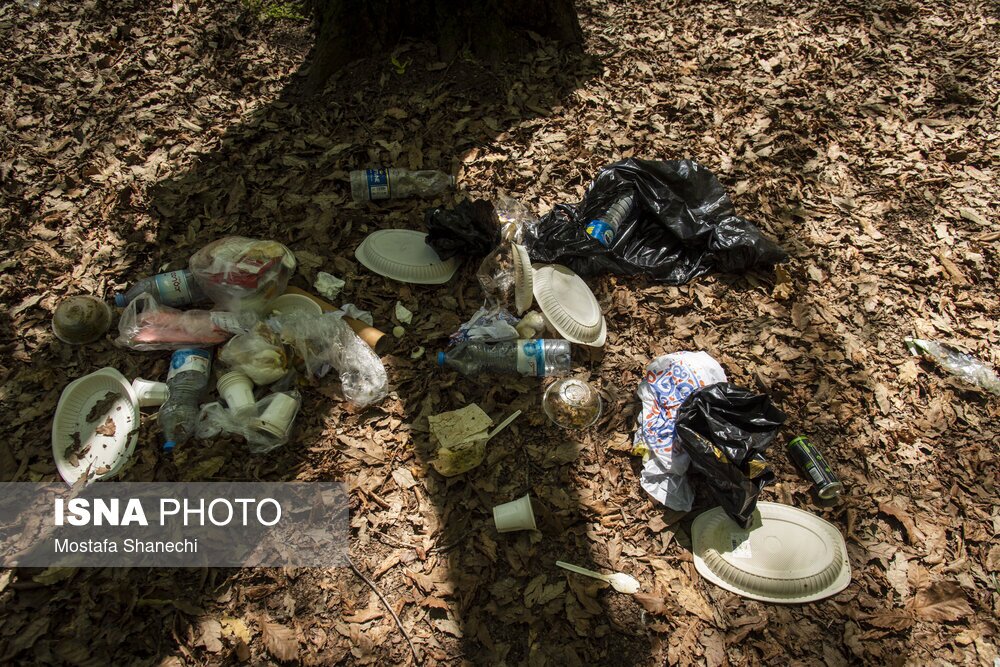 تصاویر: جنگلهای ساری بعد از تعطیلات سال نو