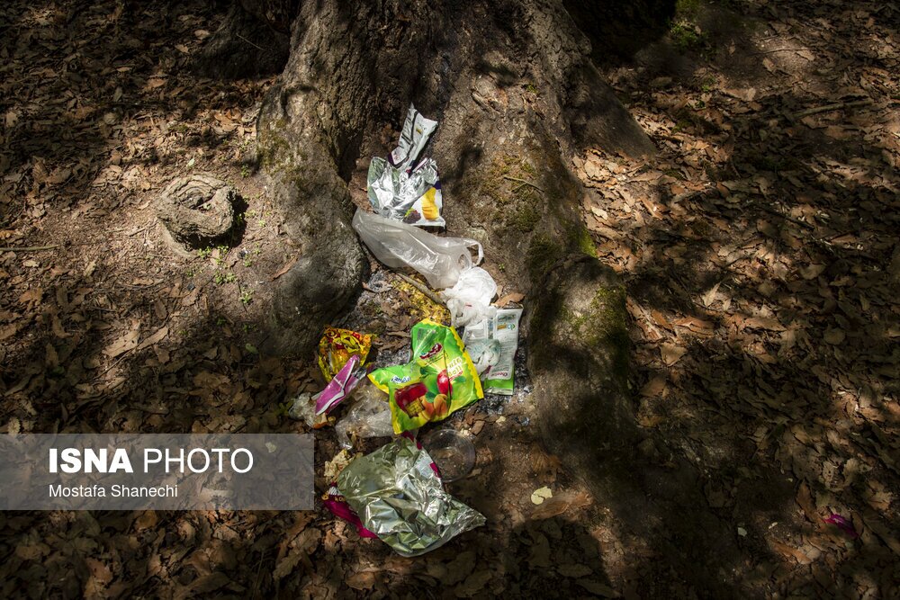 تصاویر: جنگلهای ساری بعد از تعطیلات سال نو