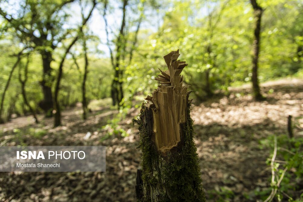 تصاویر: جنگلهای ساری بعد از تعطیلات سال نو