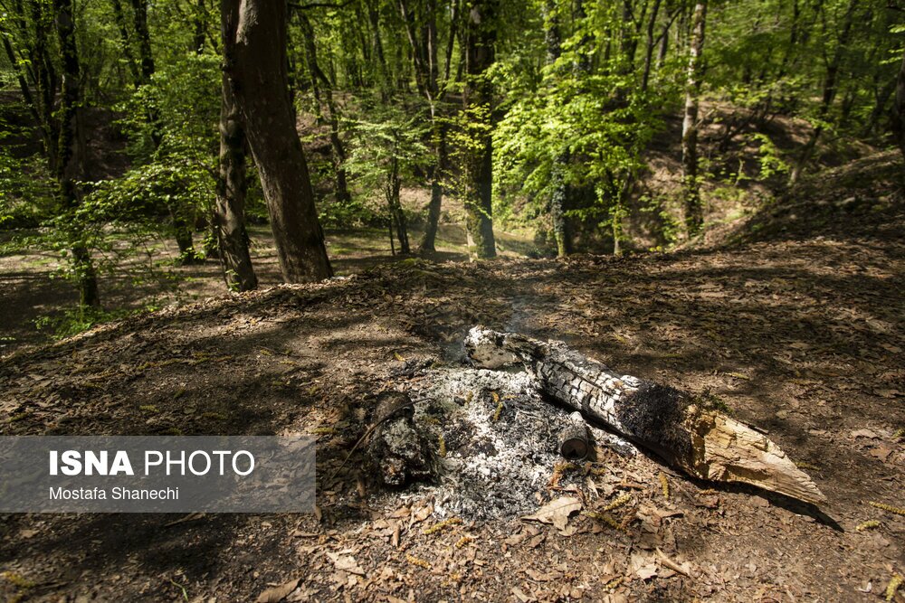 تصاویر: جنگلهای ساری بعد از تعطیلات سال نو