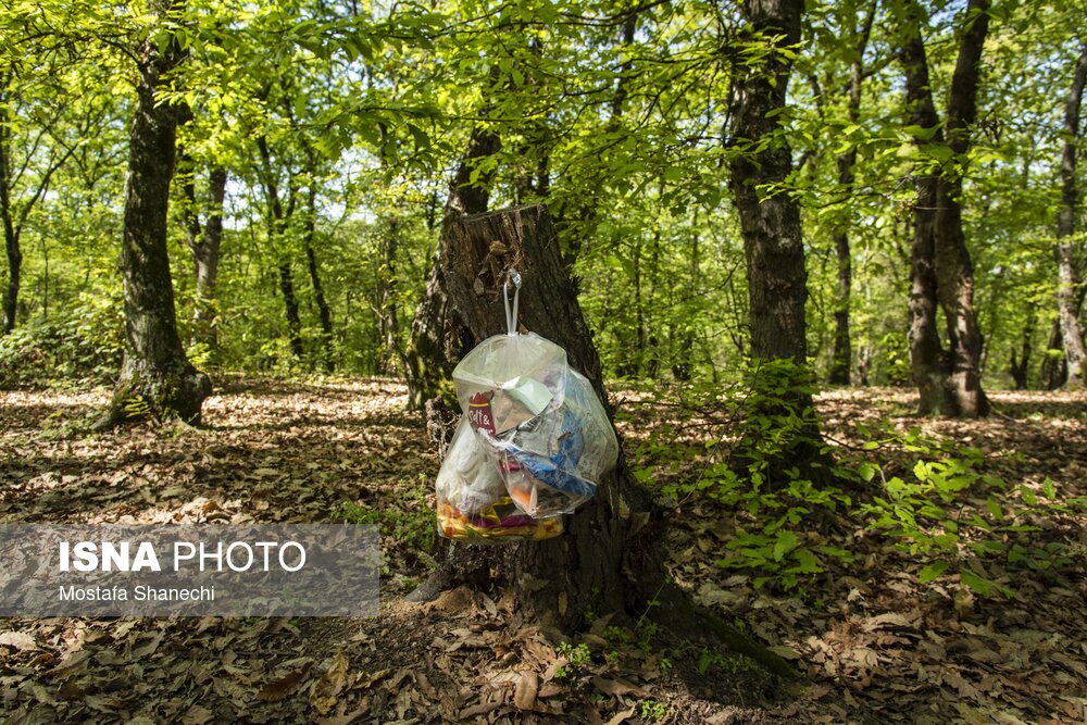 تصاویر: جنگلهای ساری بعد از تعطیلات سال نو