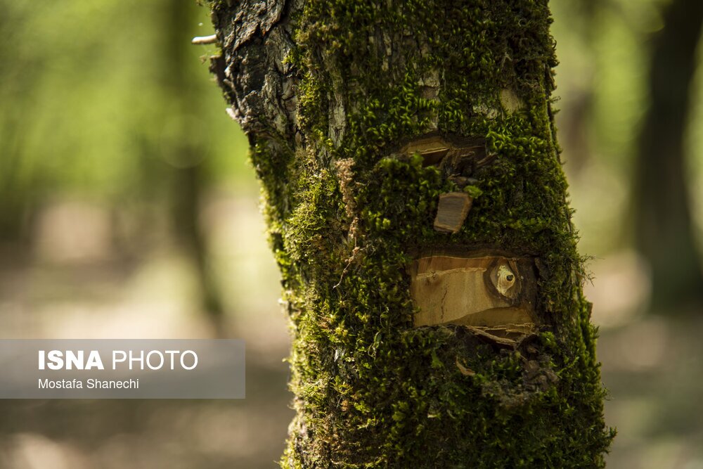 تصاویر: جنگلهای ساری بعد از تعطیلات سال نو
