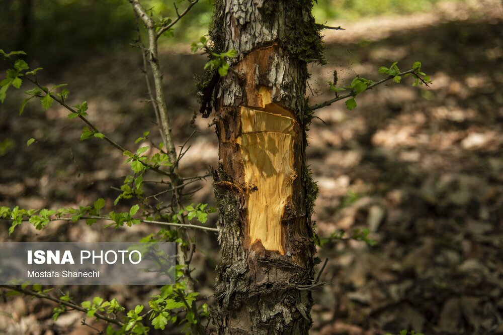 تصاویر: جنگلهای ساری بعد از تعطیلات سال نو
