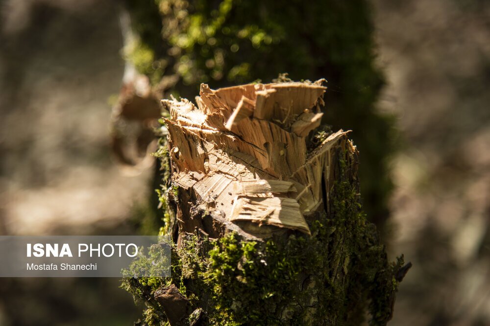 تصاویر: جنگلهای ساری بعد از تعطیلات سال نو