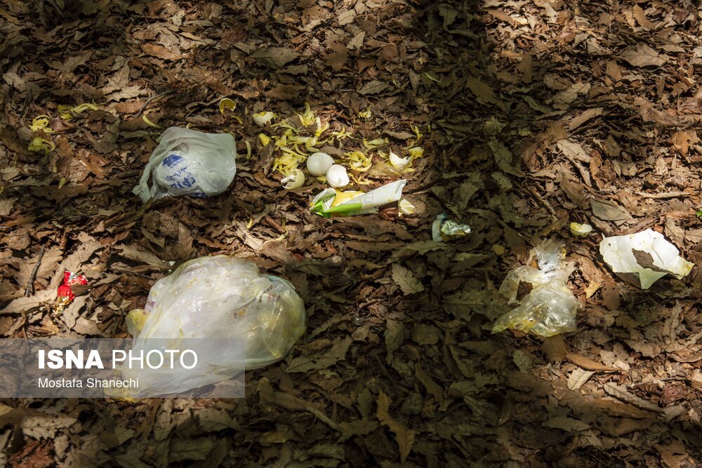 تصاویر: جنگلهای ساری بعد از تعطیلات سال نو