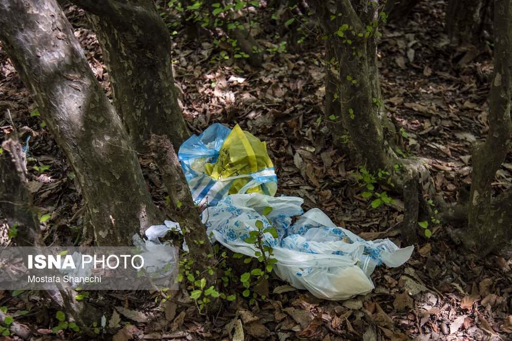 تصاویر: جنگلهای ساری بعد از تعطیلات سال نو