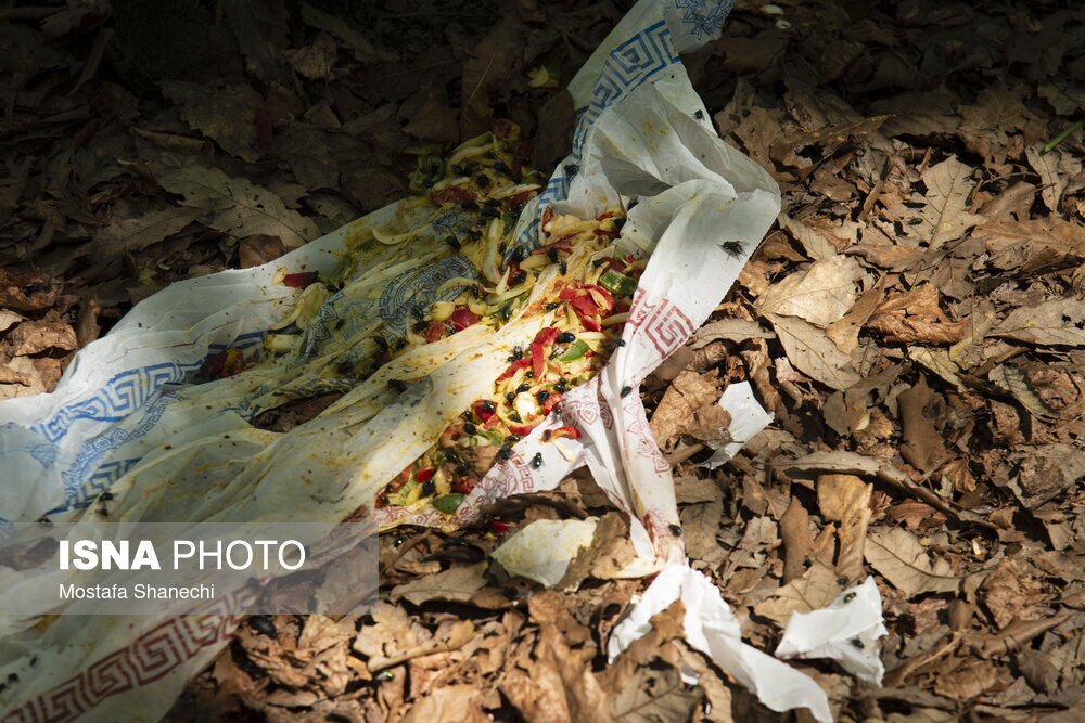 تصاویر: جنگلهای ساری بعد از تعطیلات سال نو