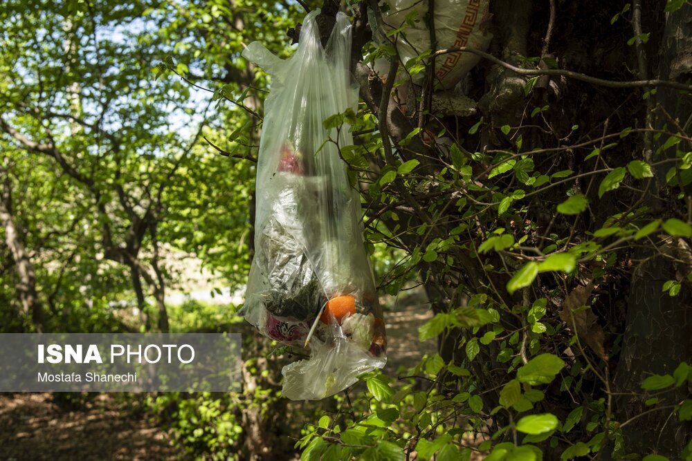 تصاویر: جنگلهای ساری بعد از تعطیلات سال نو