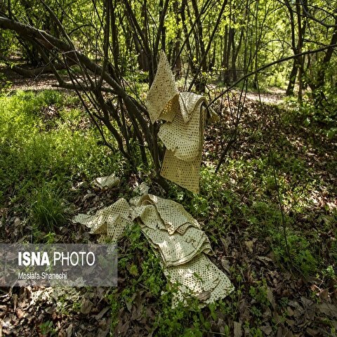 تصاویر: جنگلهای ساری بعد از تعطیلات سال نو