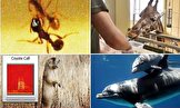 چند حقیقت شگفت انگیز درباره هوش حیوانات که نمی دانستید