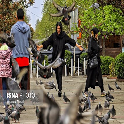 تصاویر: پرندگان میدان شهرداری رشت