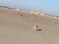 ببینید/ جولان گله سگ ها در باند فرودگاه بغداد