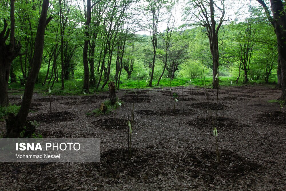 تصاویر: جنگل‌های هیرکانی النگدره - گلستان