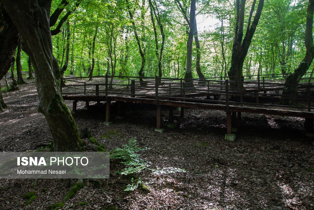 تصاویر: جنگل‌های هیرکانی النگدره - گلستان