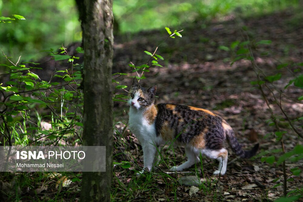 تصاویر: جنگل‌های هیرکانی النگدره - گلستان