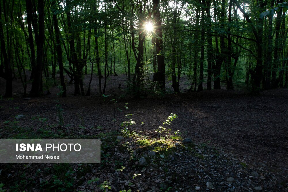 تصاویر: جنگل‌های هیرکانی النگدره - گلستان