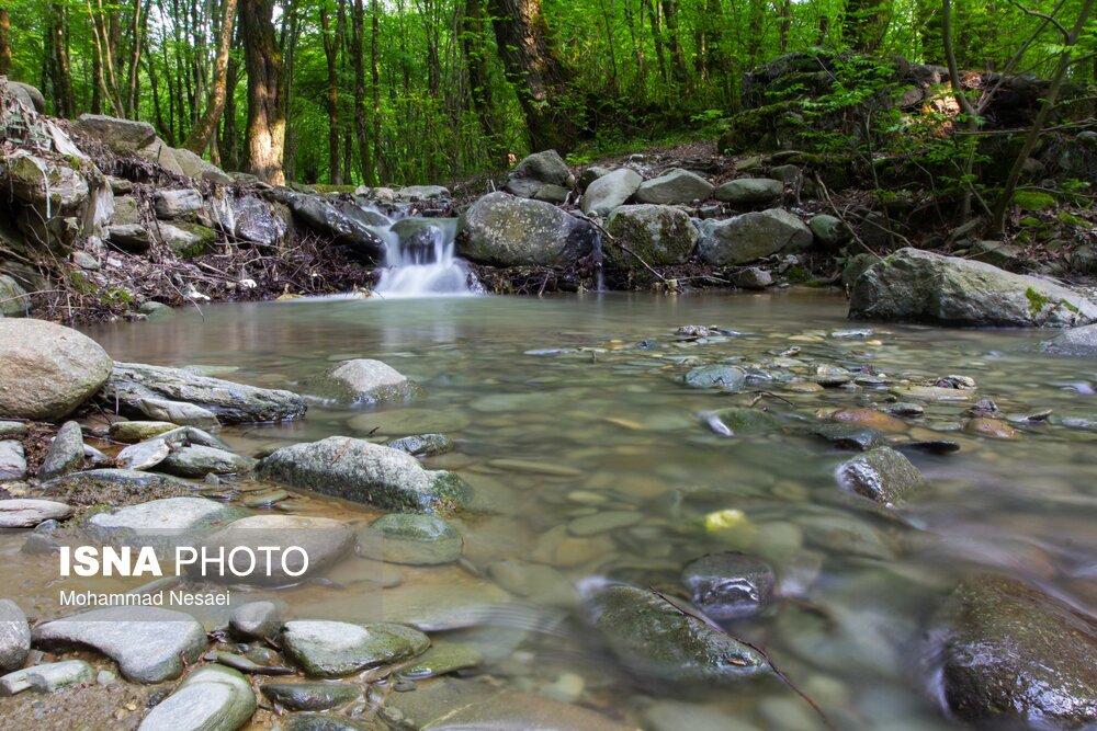 تصاویر: جنگل‌های هیرکانی النگدره - گلستان