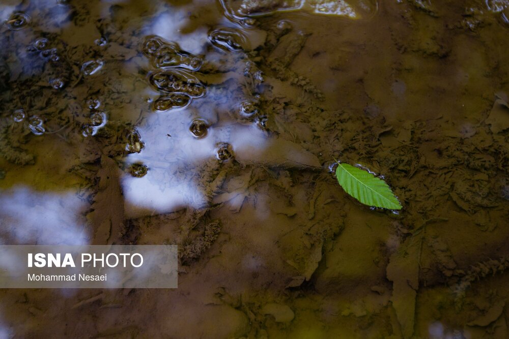 تصاویر: جنگل‌های هیرکانی النگدره - گلستان