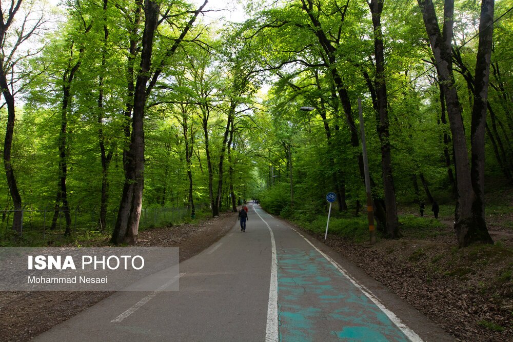 تصاویر: جنگل‌های هیرکانی النگدره - گلستان