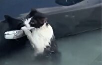 ببینید / نجات یک گربه از سیل دبی با آویزان‌شدن از دستگیرهٔ در ماشین