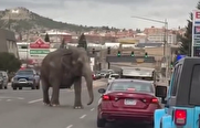 ببینید / فرار یک فیل از سیرک در ایالت مونتانای آمریکا و جولان در خیابان‌ها