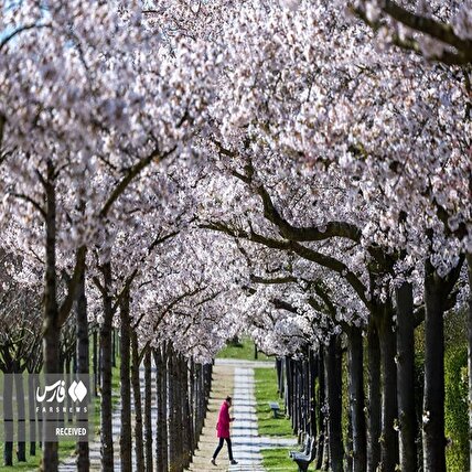 تصاویر: شهر‌های آذین شده جهان با شکوفه‌های گیلاس