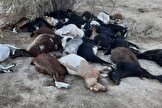خفگی چوپان همراه با ۱۰۰ گوسفند در کابین تریلی