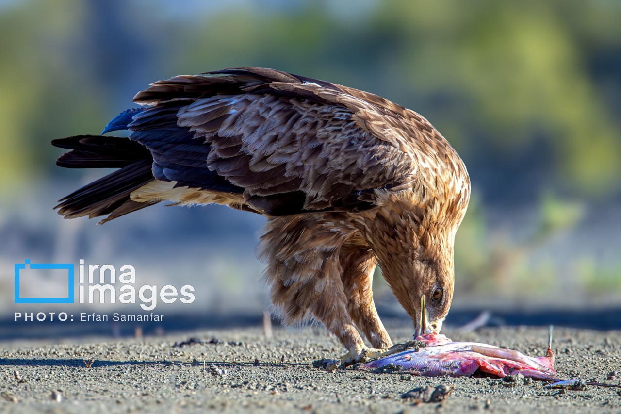 تصاویر: خور «تیاب» زیستگاه پرندگان مهاجر