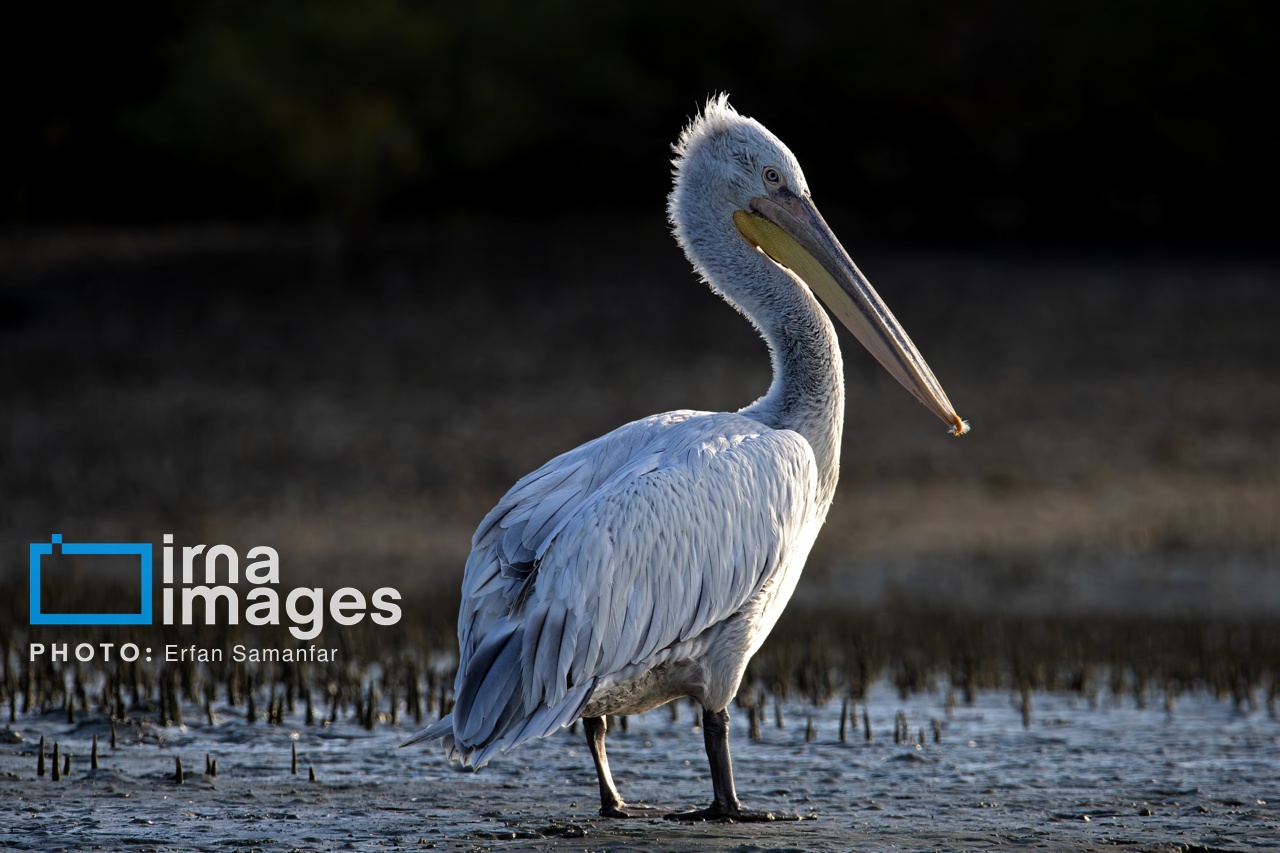 تصاویر: خور «تیاب» زیستگاه پرندگان مهاجر