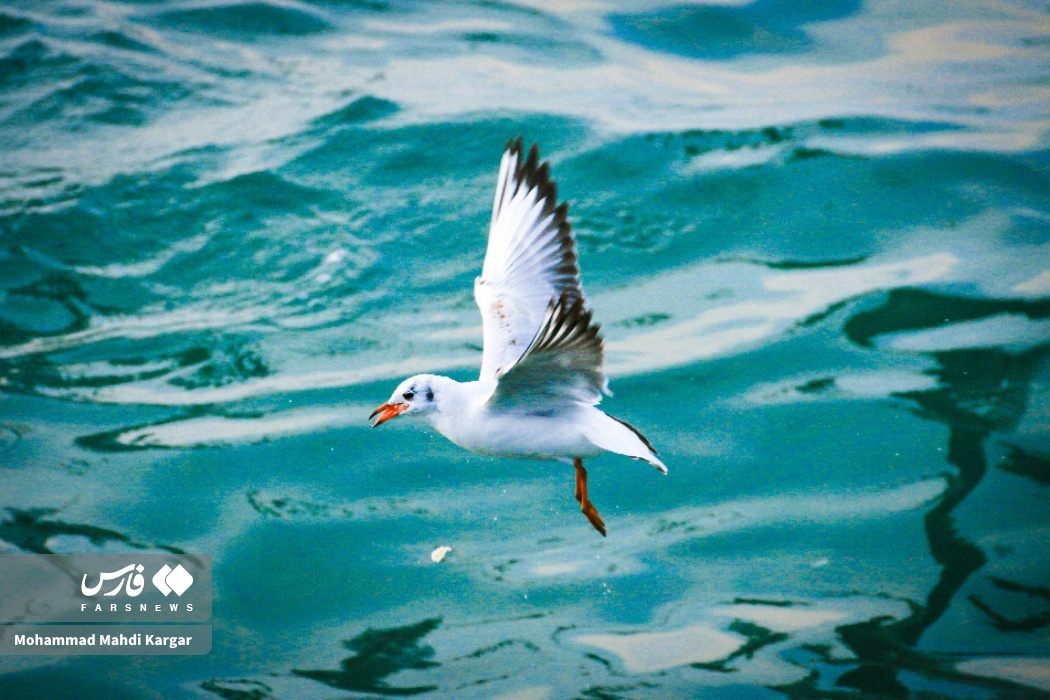 تصاویر: غروب زیبای ساحل بوشهر