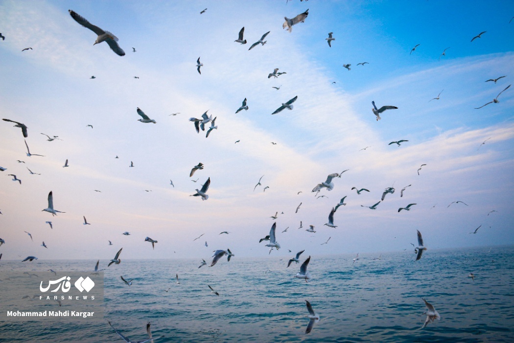 تصاویر: غروب زیبای ساحل بوشهر