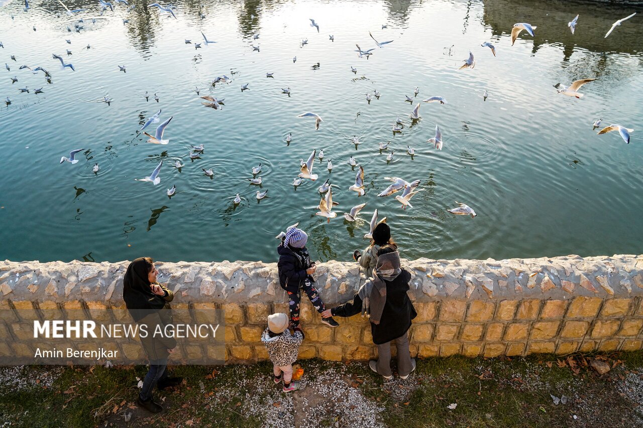 تصاویر: مرغان دریایی مهمان زمستانی شیراز