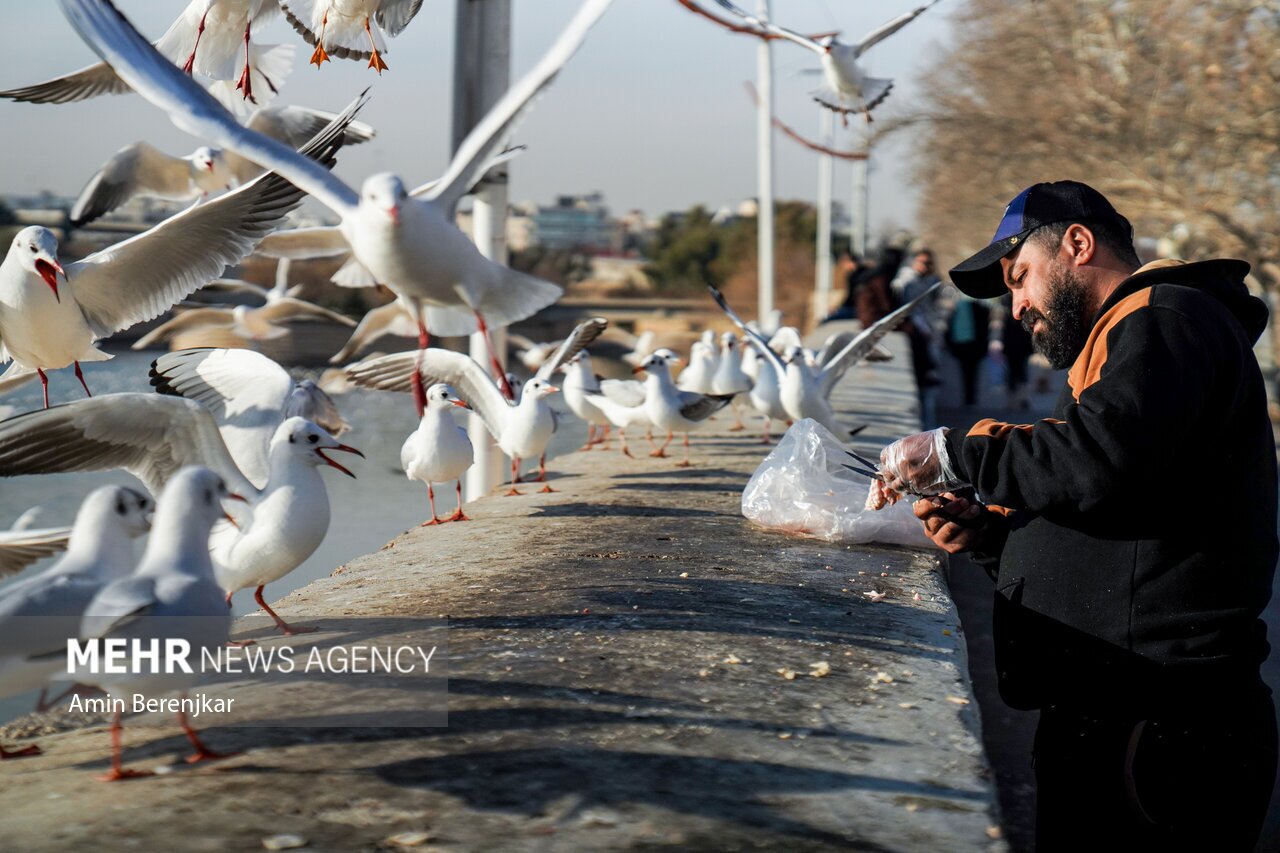 تصاویر: مرغان دریایی مهمان زمستانی شیراز