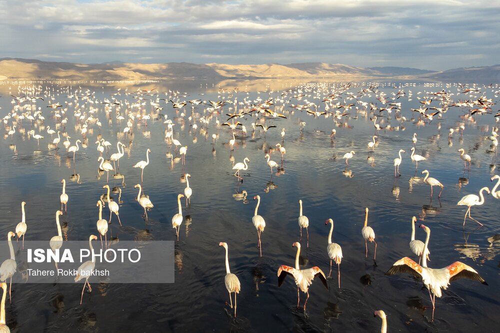 تصاویر: فلامینگوها، مهمان دریاچه مهارلو