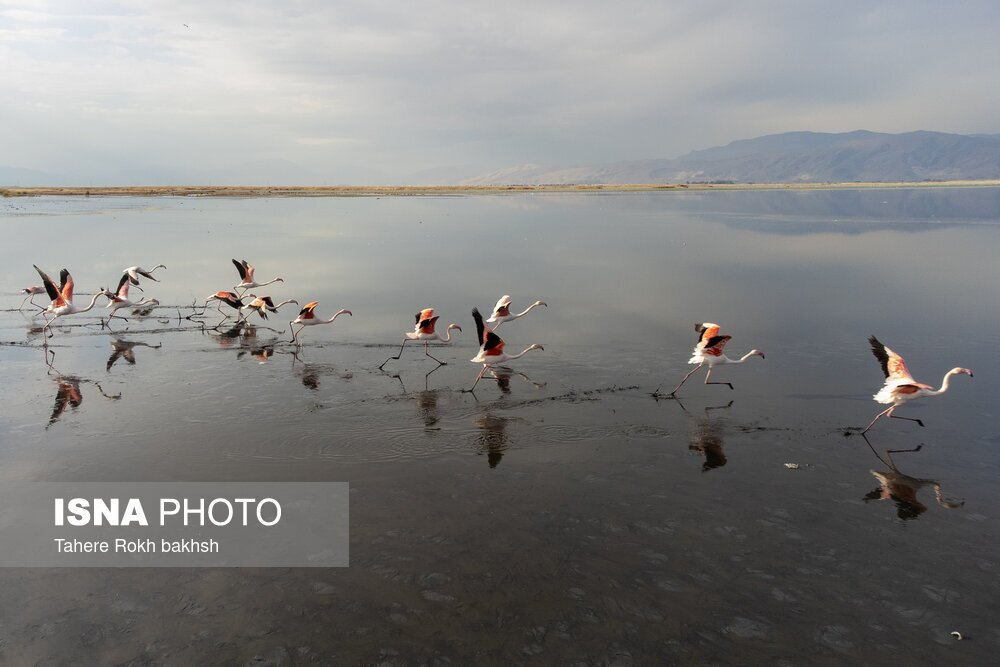 تصاویر: فلامینگوها، مهمان دریاچه مهارلو
