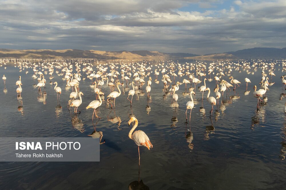 تصاویر: فلامینگوها، مهمان دریاچه مهارلو