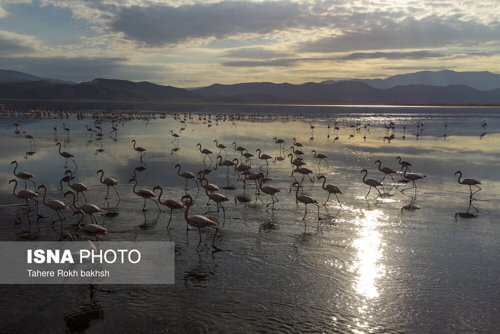 تصاویر: فلامینگوها، مهمان دریاچه مهارلو