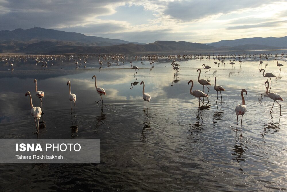 تصاویر: فلامینگوها، مهمان دریاچه مهارلو