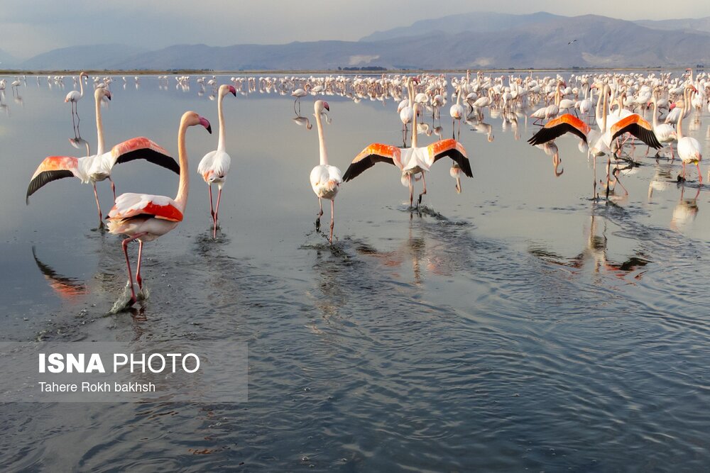 تصاویر: فلامینگوها، مهمان دریاچه مهارلو