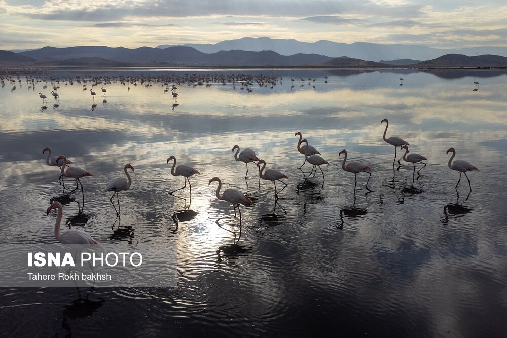 تصاویر: فلامینگوها، مهمان دریاچه مهارلو