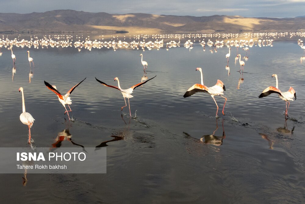 تصاویر: فلامینگوها، مهمان دریاچه مهارلو