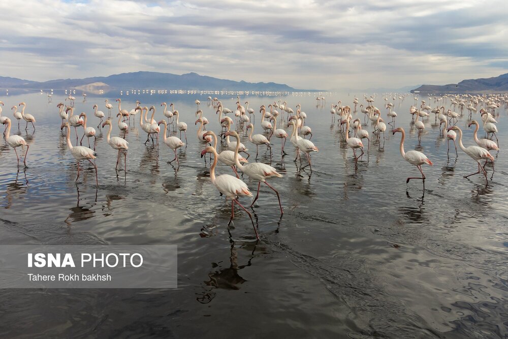 تصاویر: فلامینگوها، مهمان دریاچه مهارلو