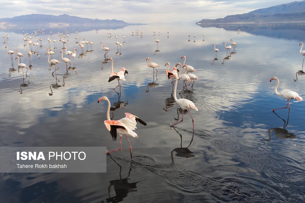 تصاویر: فلامینگوها، مهمان دریاچه مهارلو