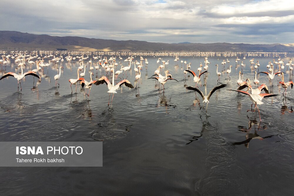 تصاویر: فلامینگوها، مهمان دریاچه مهارلو