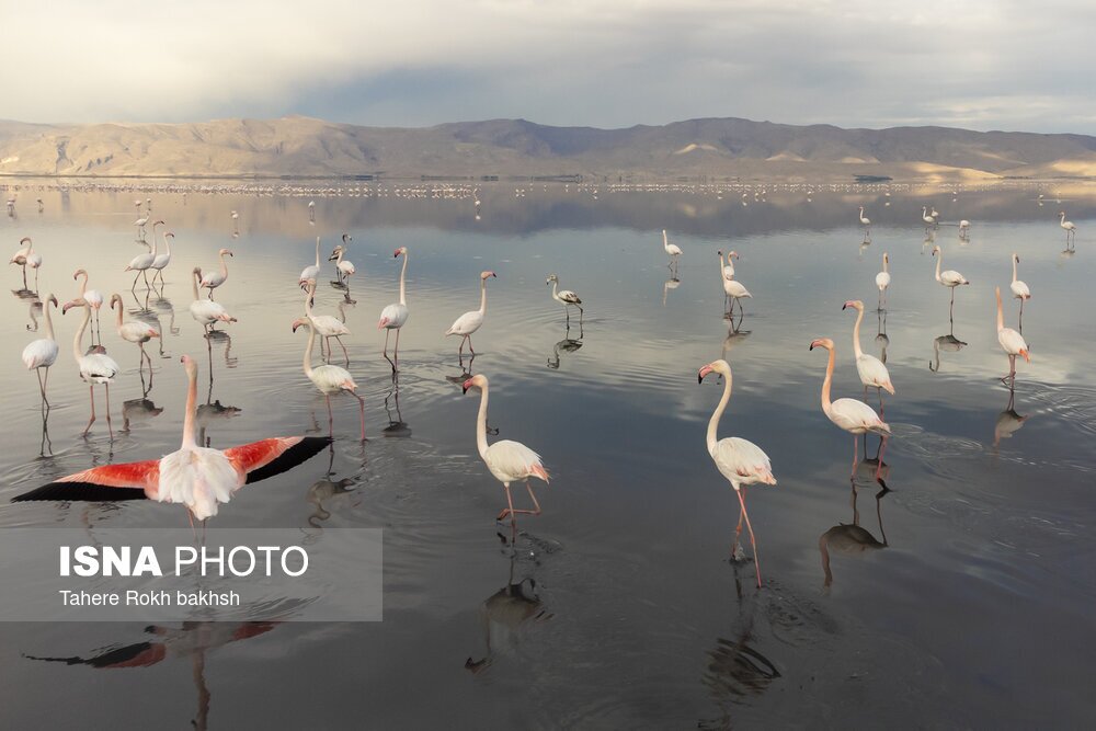 تصاویر: فلامینگوها، مهمان دریاچه مهارلو