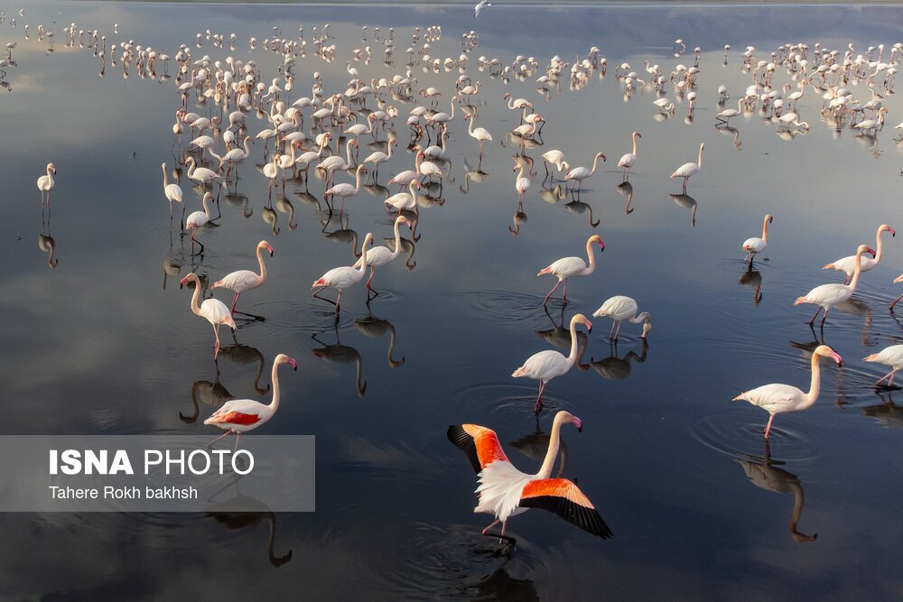 تصاویر: فلامینگوها، مهمان دریاچه مهارلو