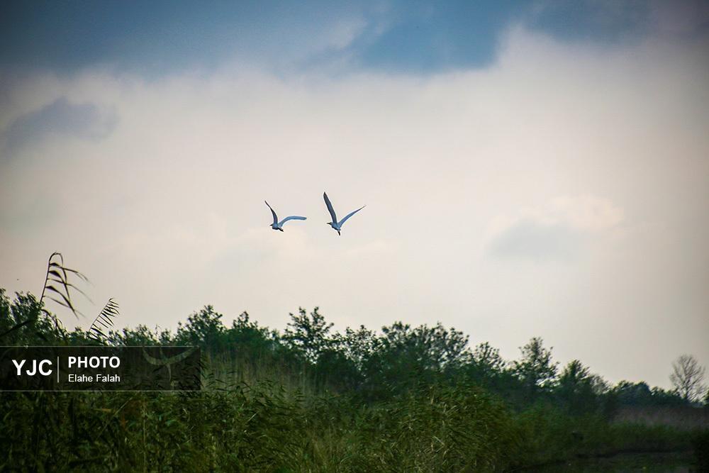 تصاویر: مهمانان زمستانی تالاب انزلی