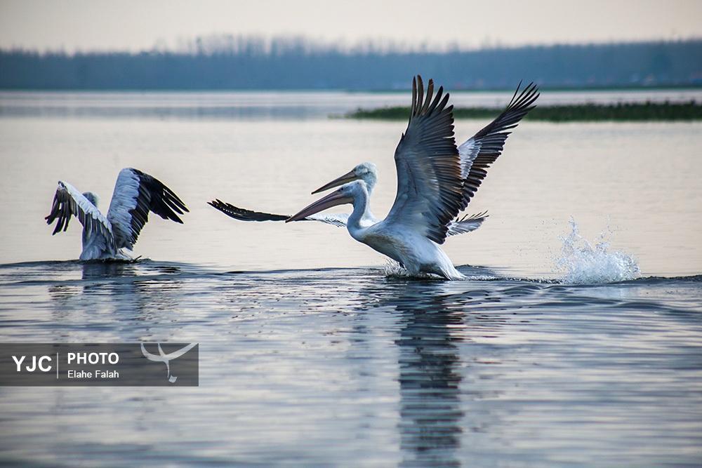 تصاویر: مهمانان زمستانی تالاب انزلی