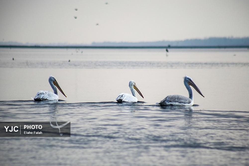 تصاویر: مهمانان زمستانی تالاب انزلی