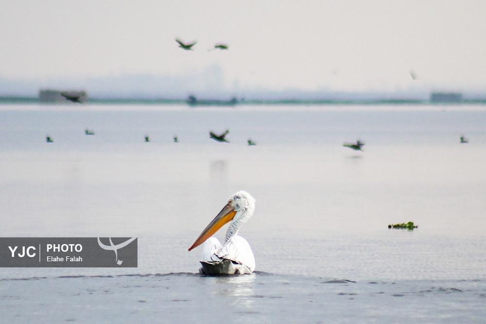 تصاویر: مهمانان زمستانی تالاب انزلی